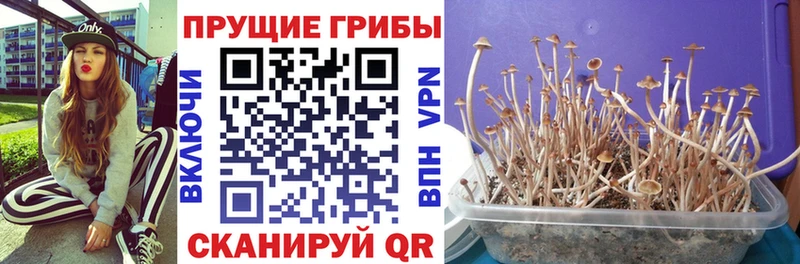 Галлюциногенные грибы мицелий как найти закладки Северодвинск